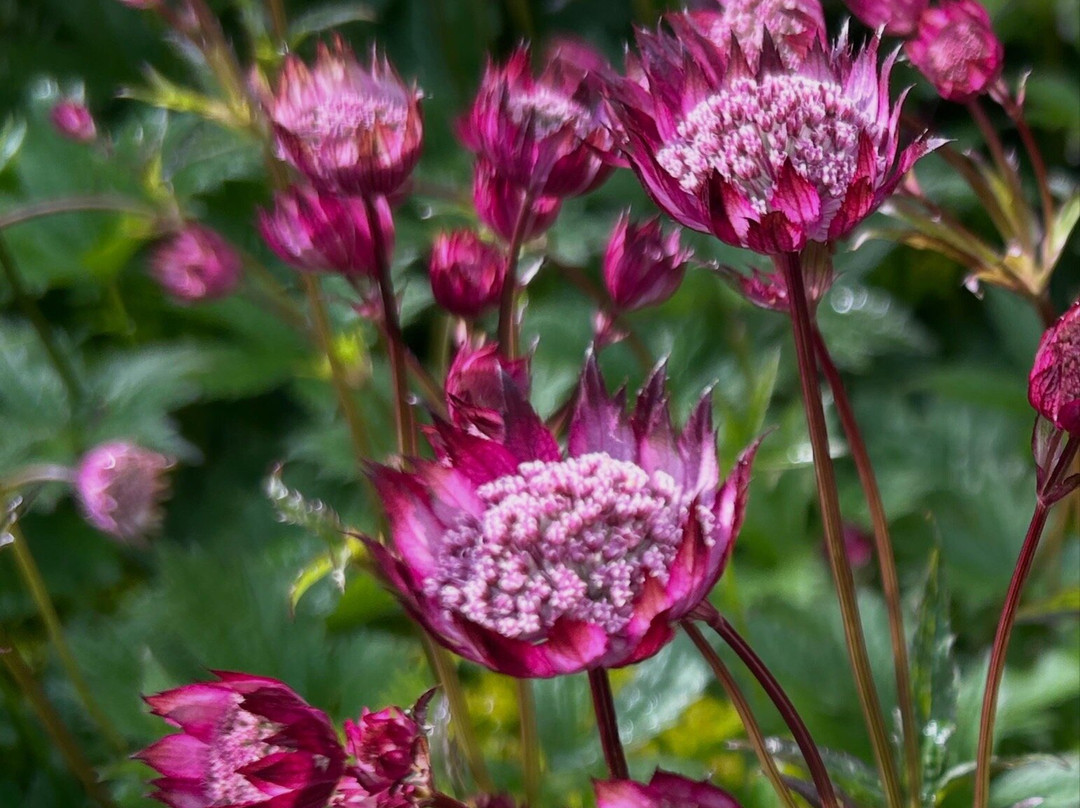 Dunvegan Castle & Gardens-Dunvegan必去景点