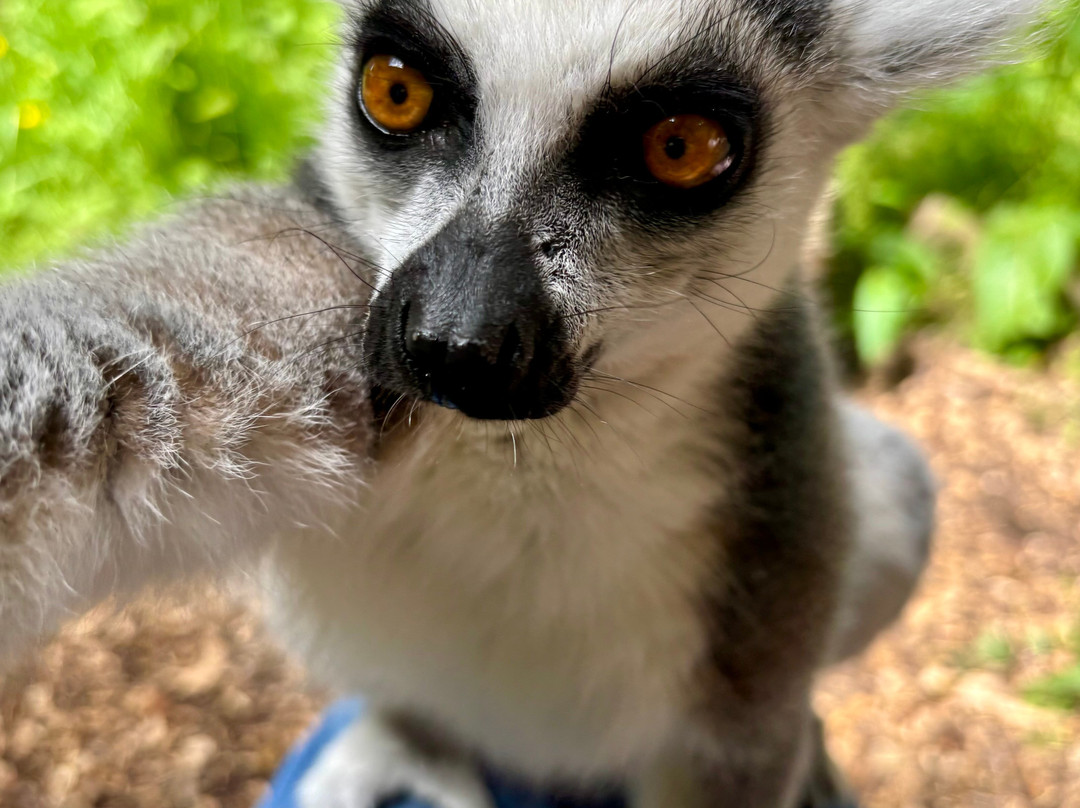 Exotic Zoo Wildlife Park + Natural History & Dino Museum-特尔福德必去景点