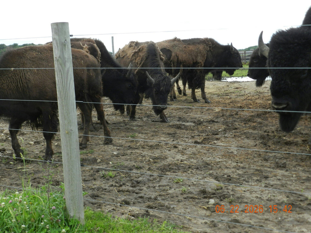 White Oaks Bison Farm