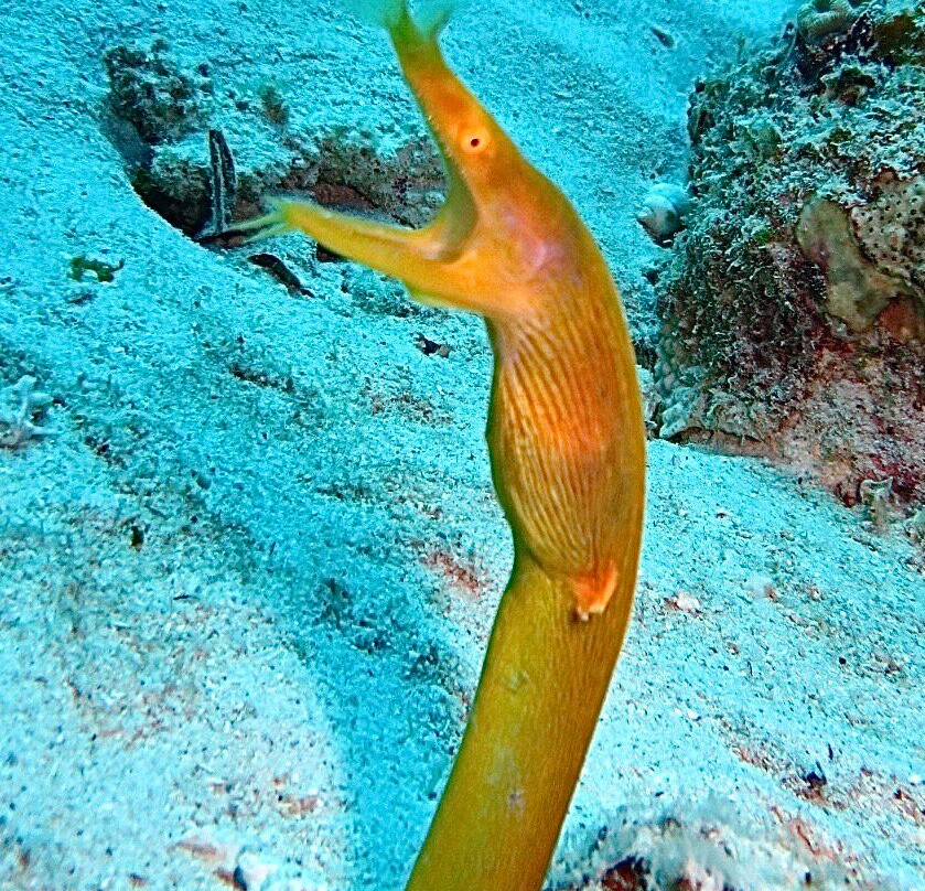 Orca Dive Club - Pereybere-Pereybere必去景点