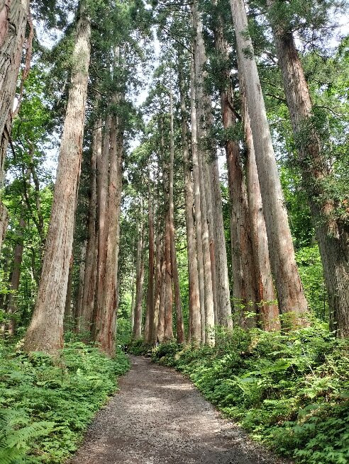 Togakushi Shrine-长野县必去景点
