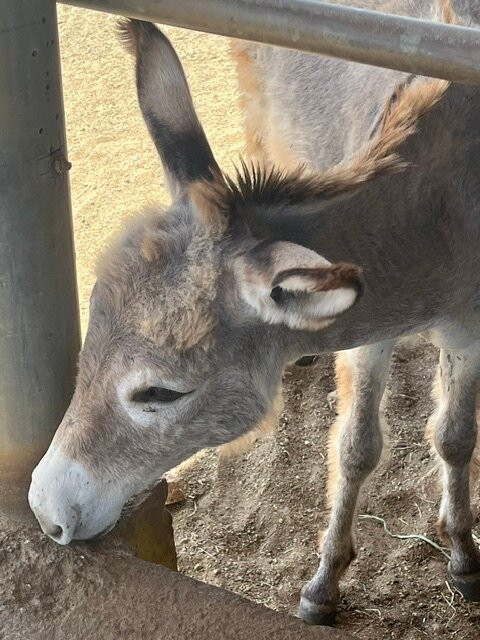 Donkey Sanctuary Aruba-Santa Cruz必去景点