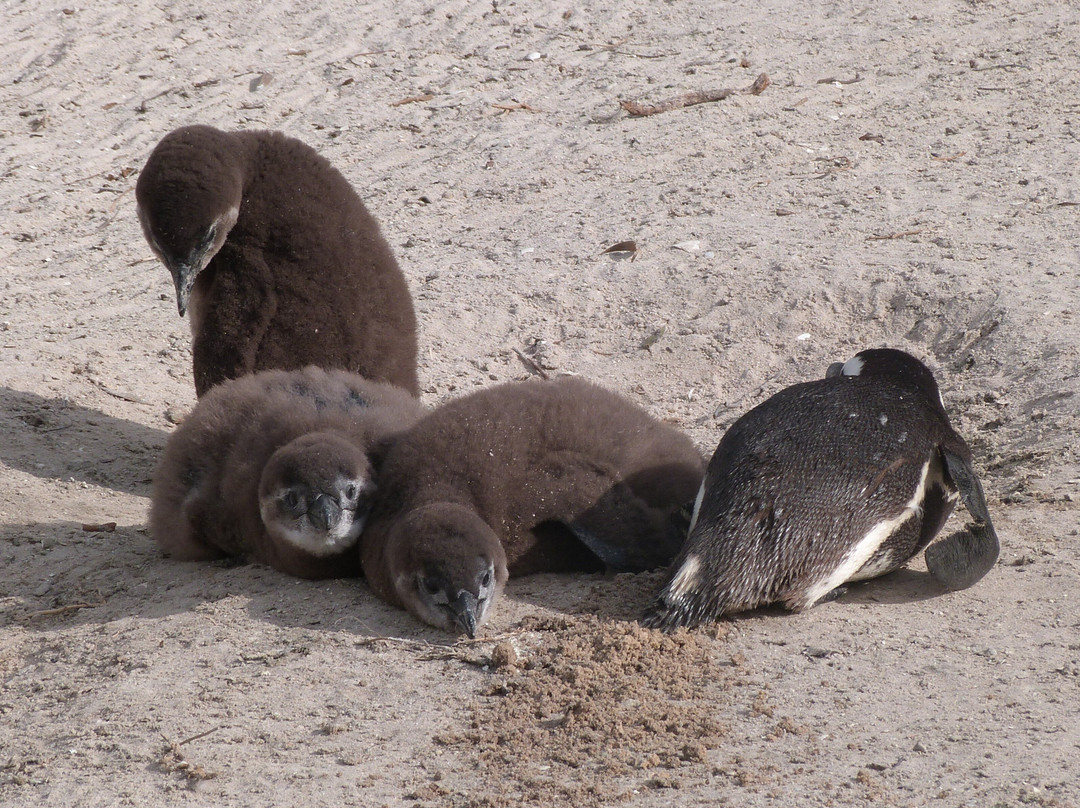 Boulders Beach Penguin Colony-西门镇必去景点