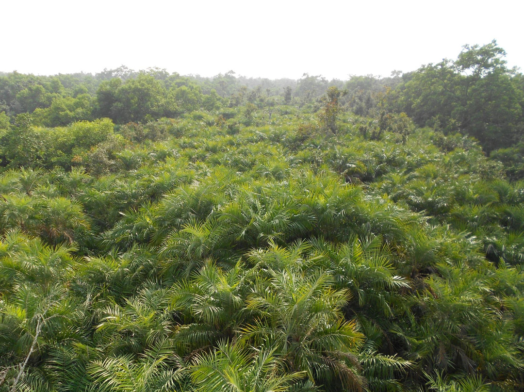 The Sundarbans-库尔纳县必去景点