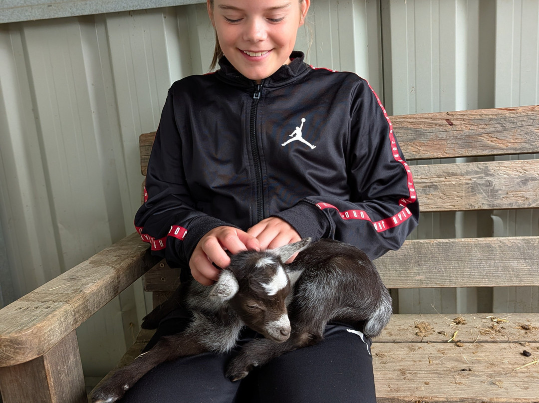 Stantons Farm - Petting Farm-Black Notley必去景点