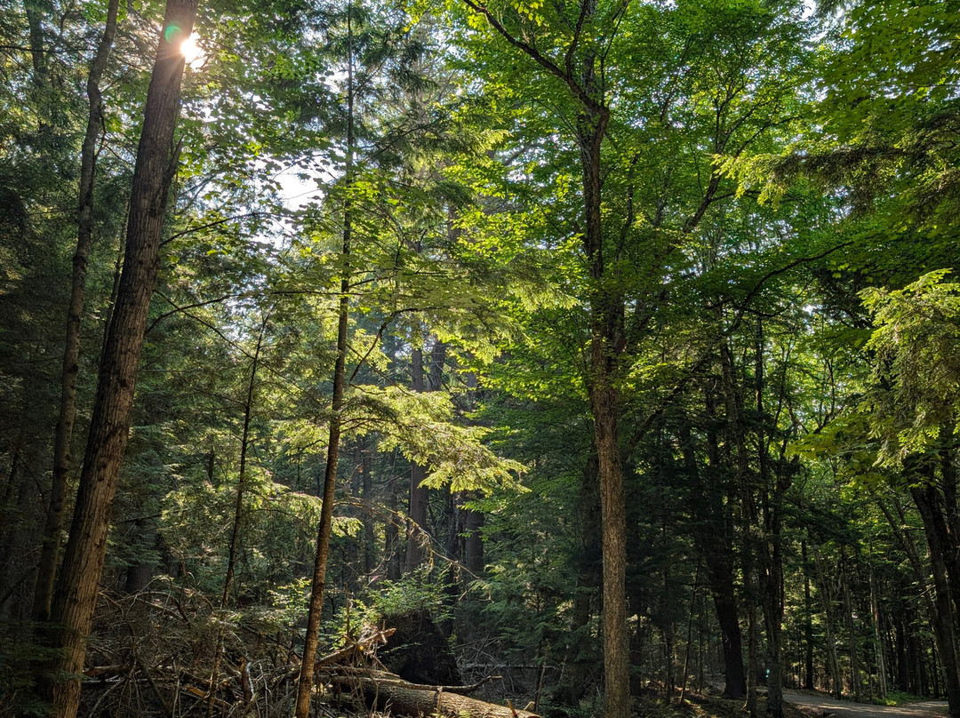Odell Park-弗雷德里克顿必去景点