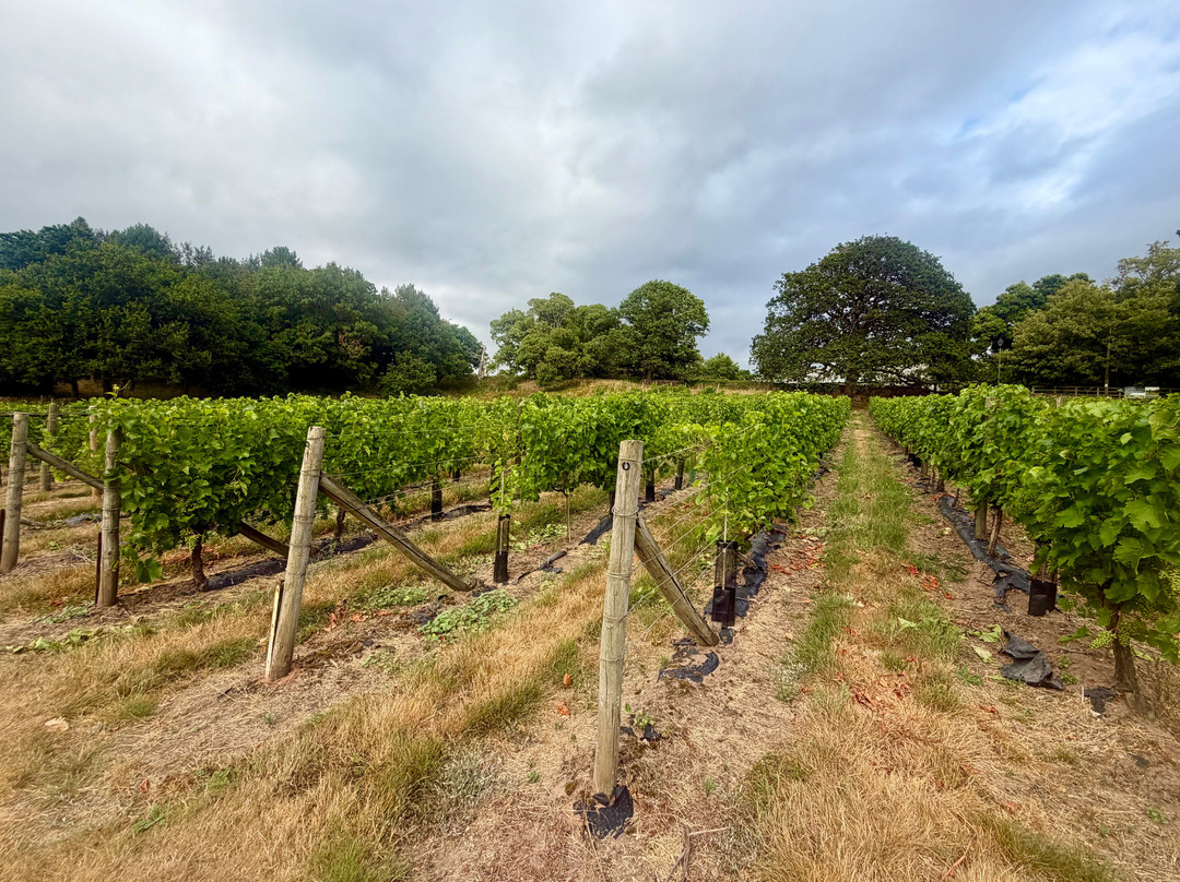 Carden Park Vineyard-Broxton必去景点