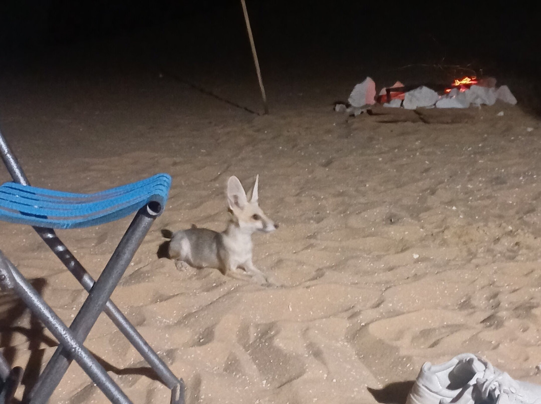 Egypt Western Desert Tours - Day Tour-Bawiti必去景点