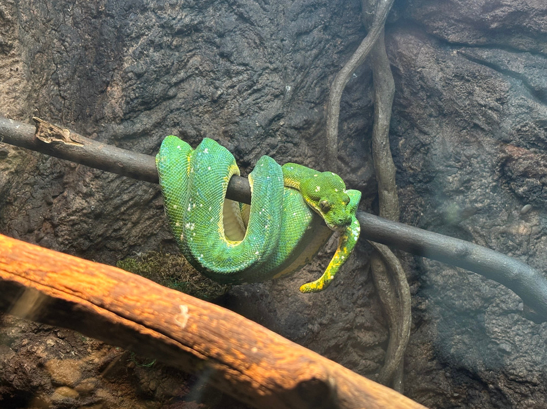 Clyde Peeling's Reptiland-Allenwood必去景点