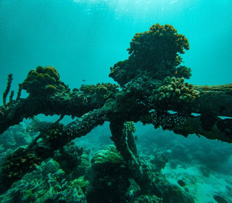 Biorock Pemuteran bali-佩母德兰必去景点