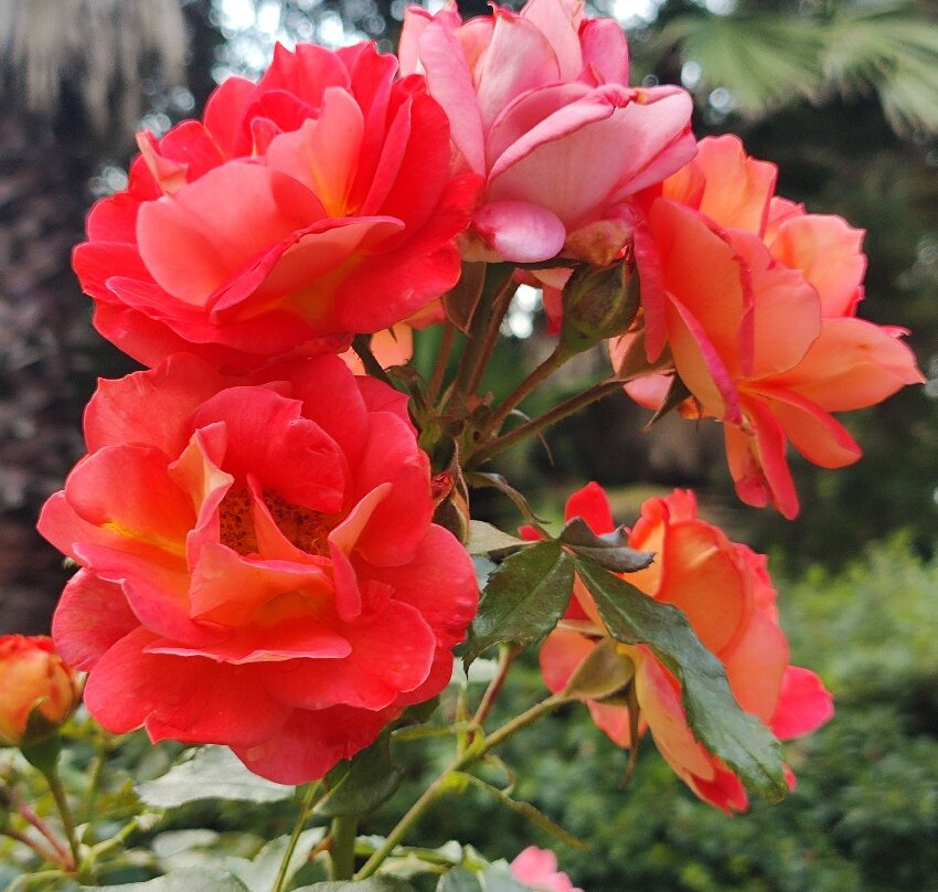 Batumi Botanical Gardens-巴统必去景点