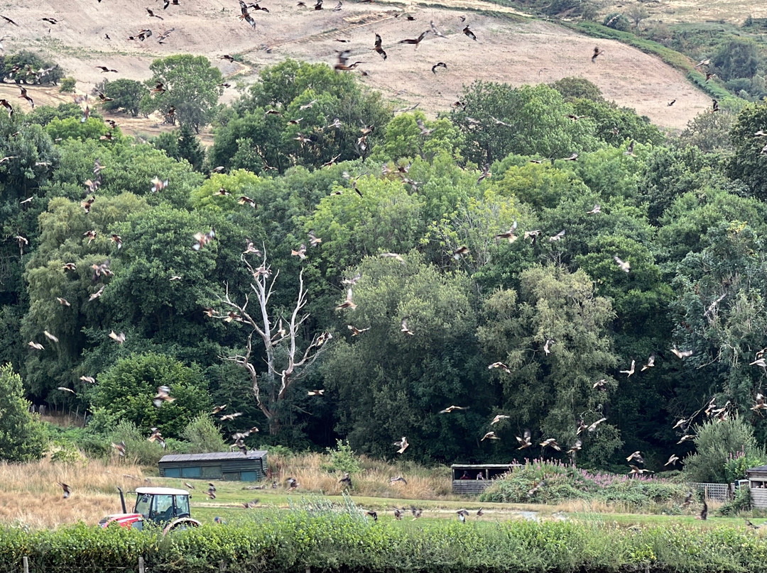 Gigrin Farm Red Kite Feeding Centre-Rhayader必去景点