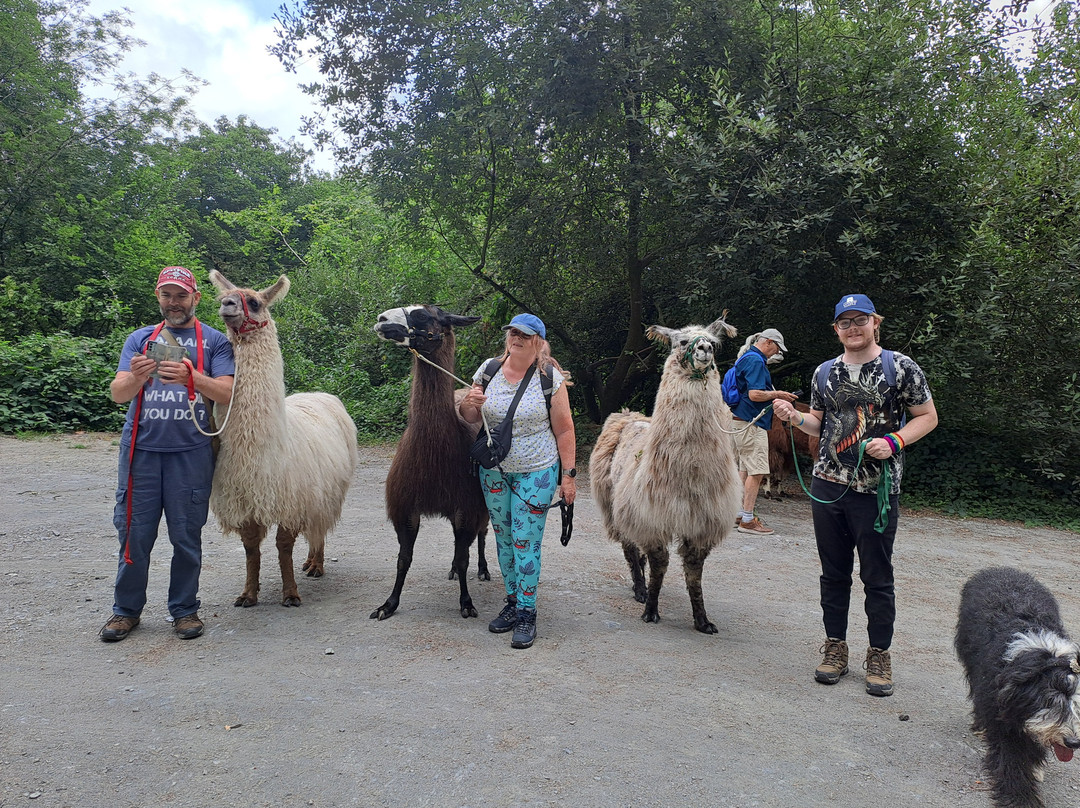 Pembrokeshire Llama Sanctuary-Llandissilio必去景点