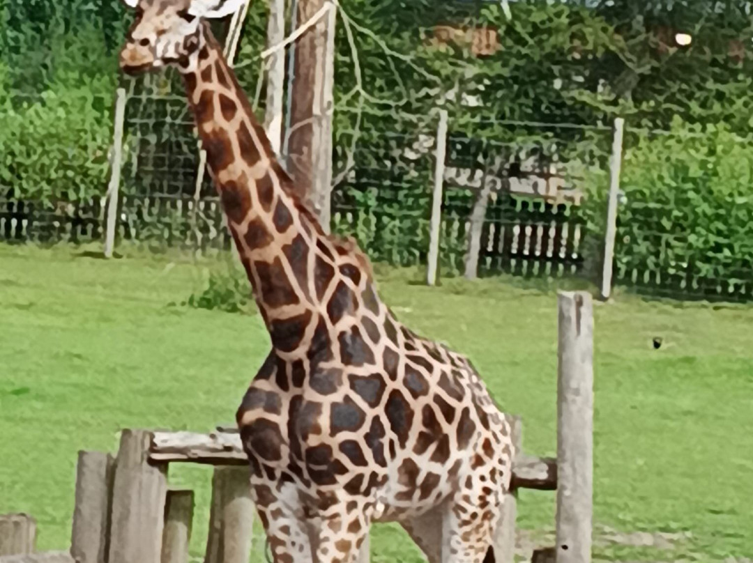 Blair Drummond Safari & Adventure Park-斯特灵必去景点