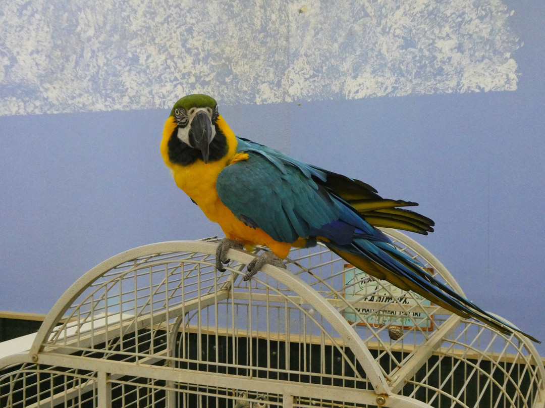 Debbie Dolittle's Indoor Petting Zoo-塔科马必去景点