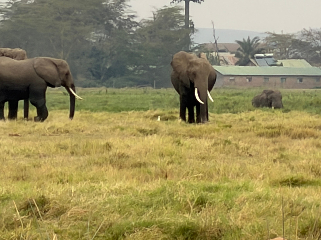 Maasai Safari & Cultural Tours-Kimana必去景点