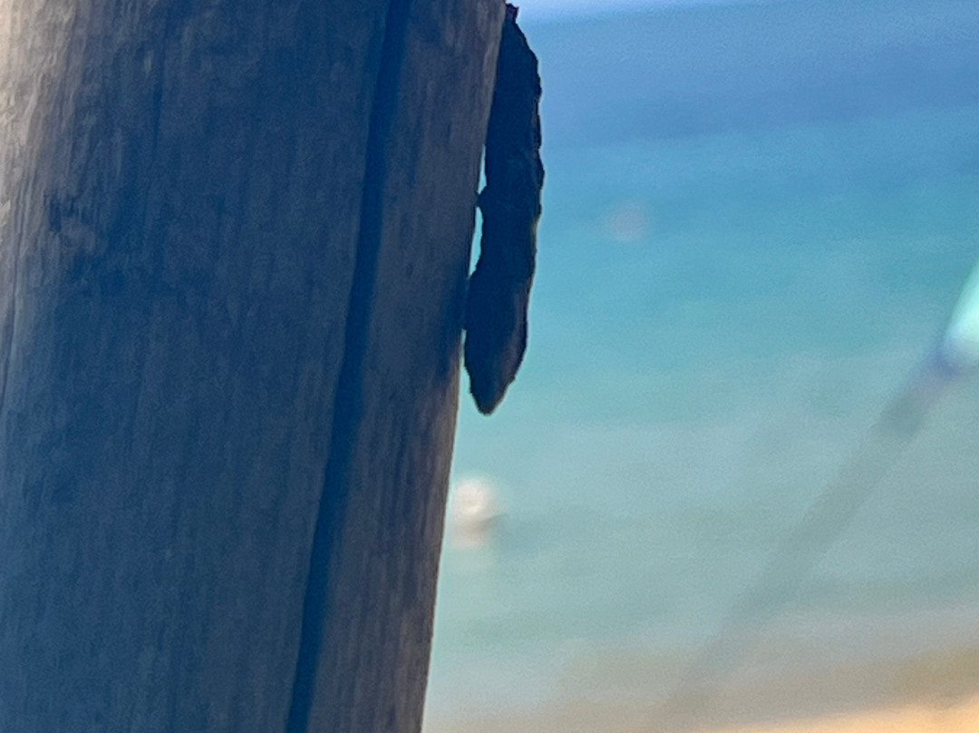 Mandraki Beach-斯亚索斯必去景点