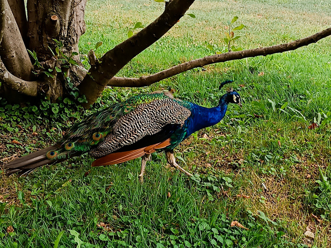 Parco di Villa Annoni-Cuggiono必去景点
