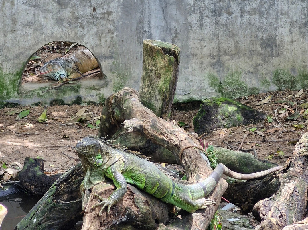 The Madras Crocodile Bank Trust and Centre for Herpetology-玛玛拉普蓝必去景点