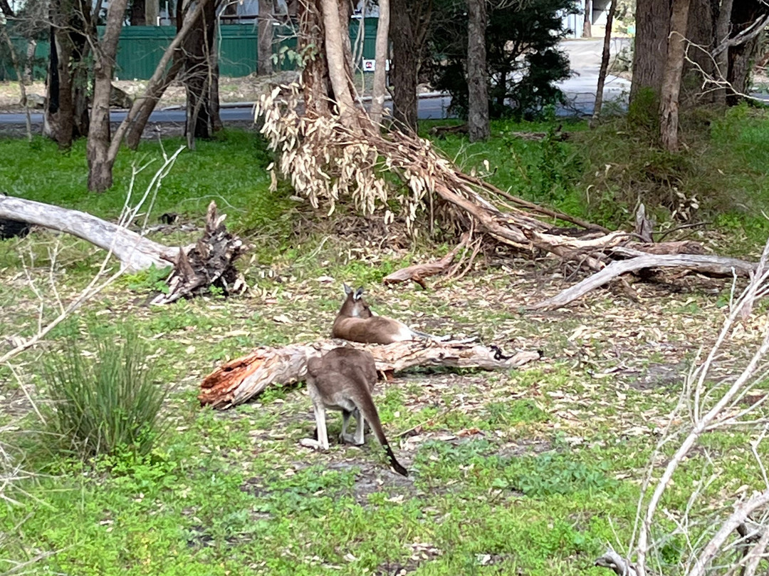 Yanchep National Park-扬切普必去景点
