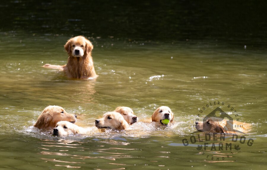 Golden Dog Farm-Jeffersonville必去景点