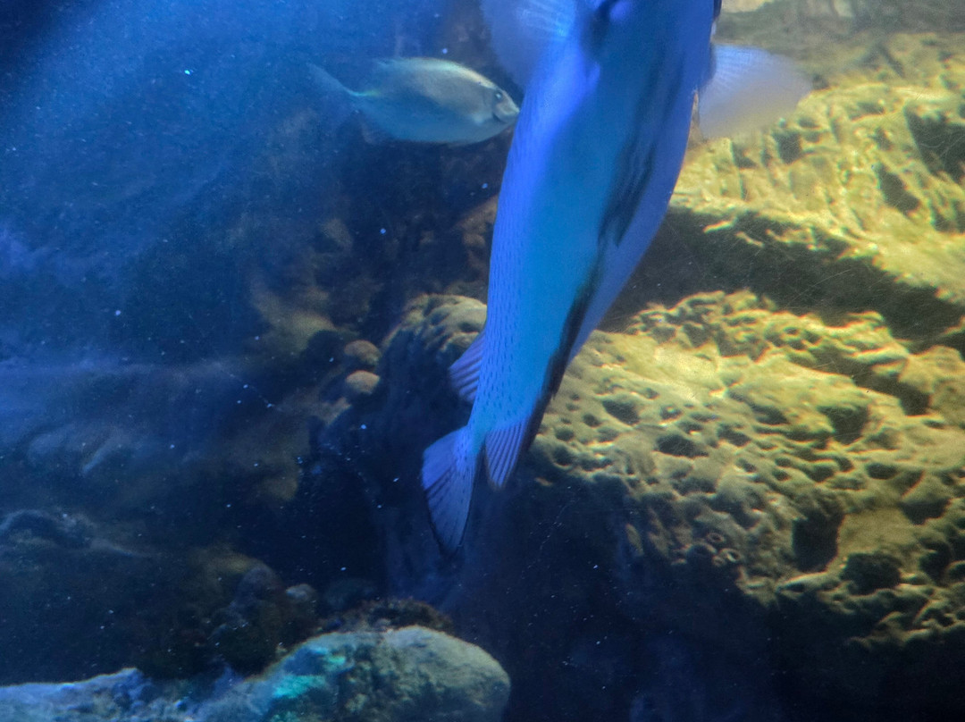 Sea Life Blankenberge-布朗肯堡必去景点