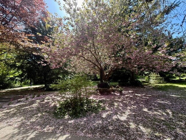 安徒生墓园（Assistens Kirkegard）-哥本哈根必去景点