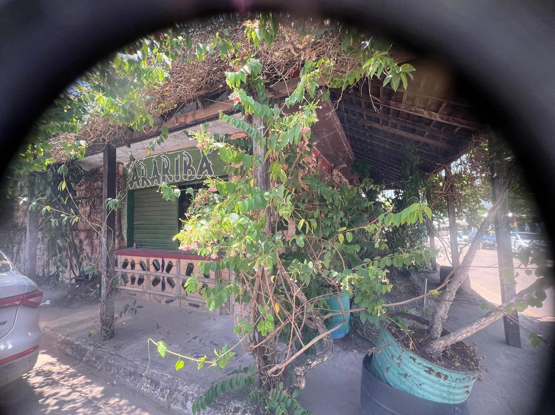 Alter do Chao旅游景点-Araribah