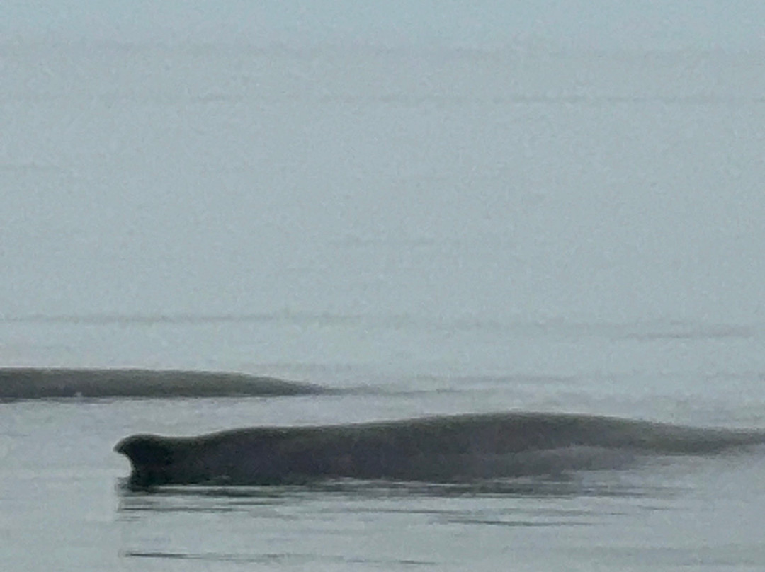 Mariner Cruises Whale and Seabird Tours-Brier Island必去景点