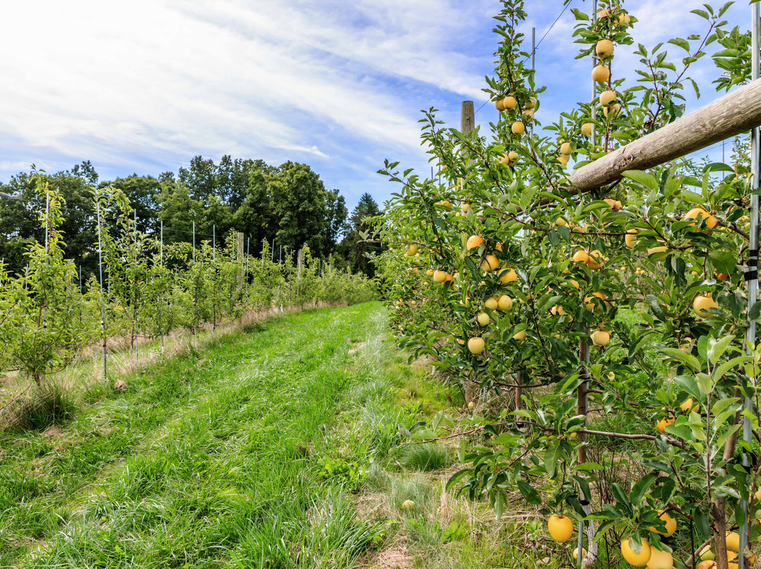 Lyman Orchards-Middlefield必去景点
