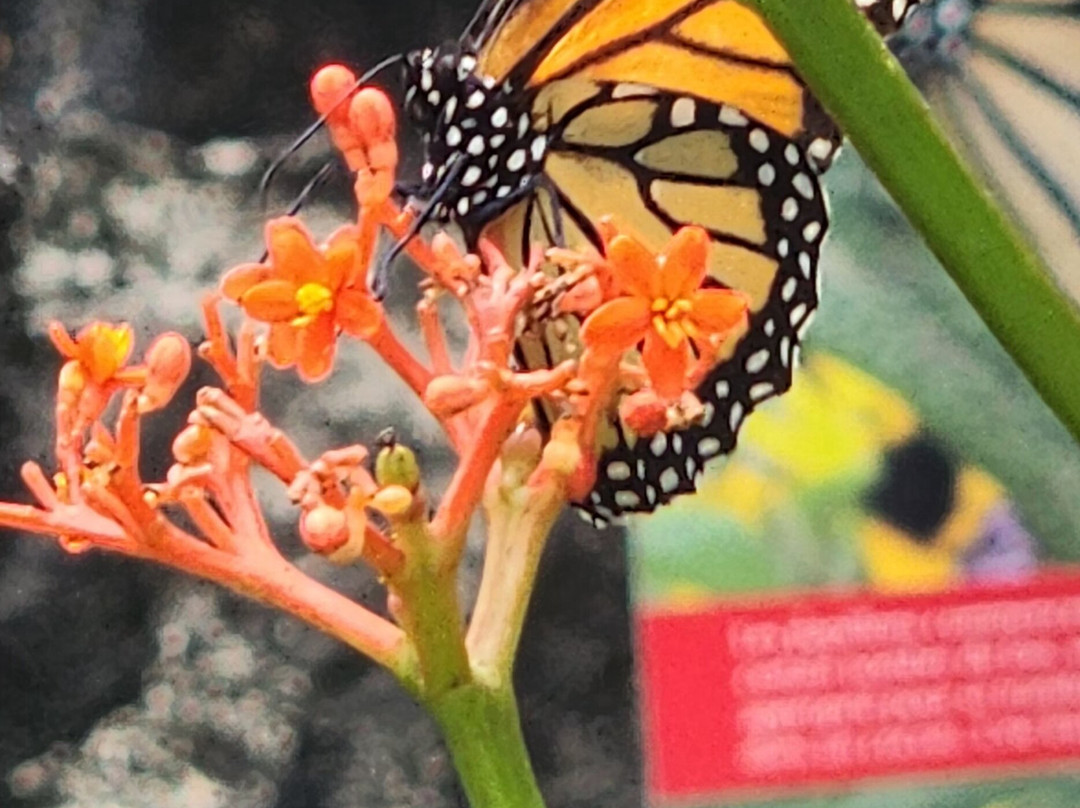 Zoo de Martinique-Le Carbet必去景点