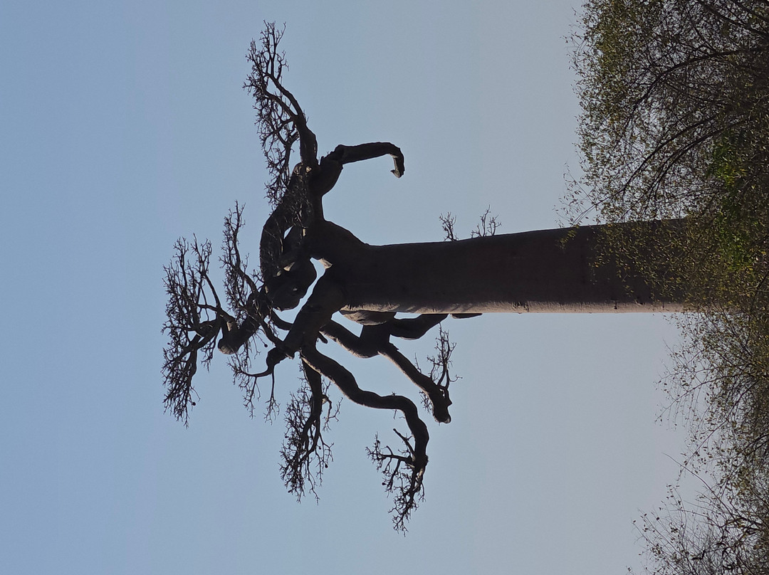 Avenue of the Baobabs-Morondava必去景点