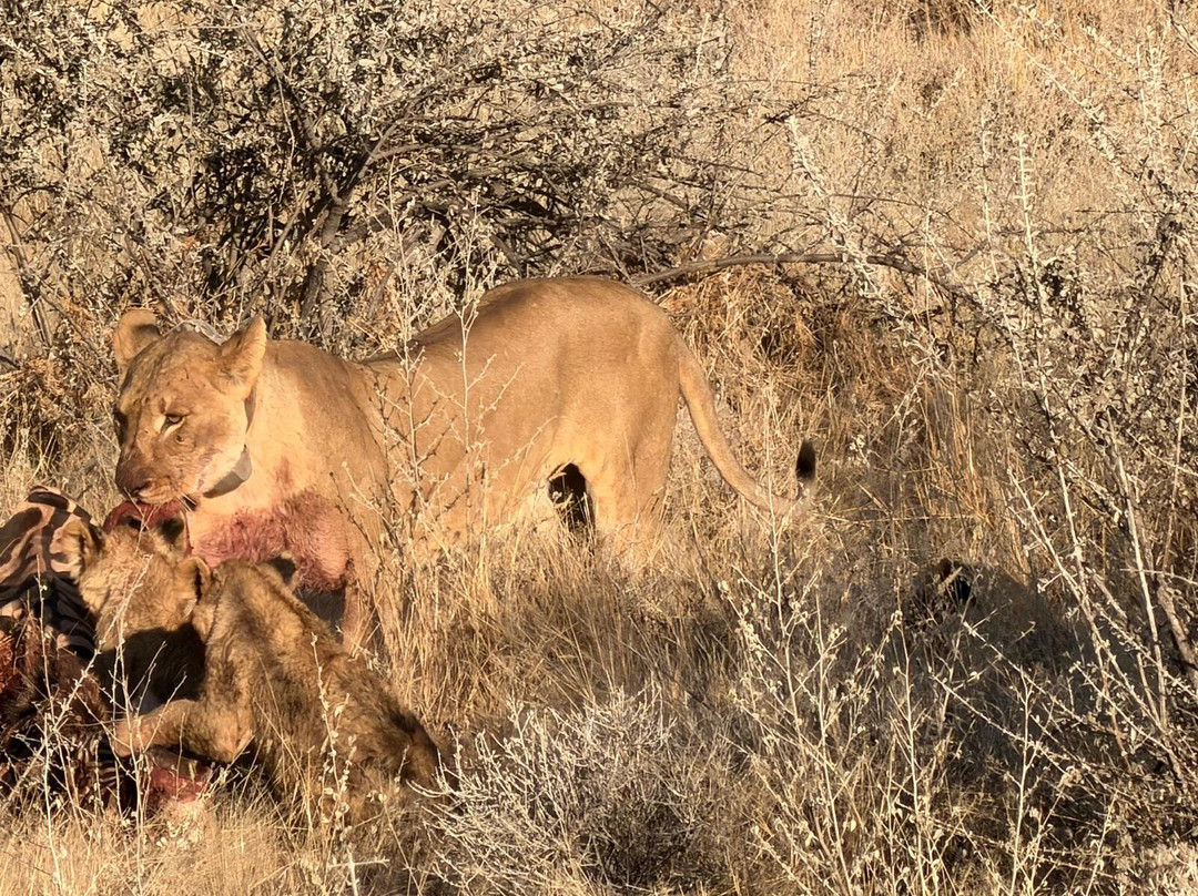 Etosha National Park-Okaukuejo必去景点