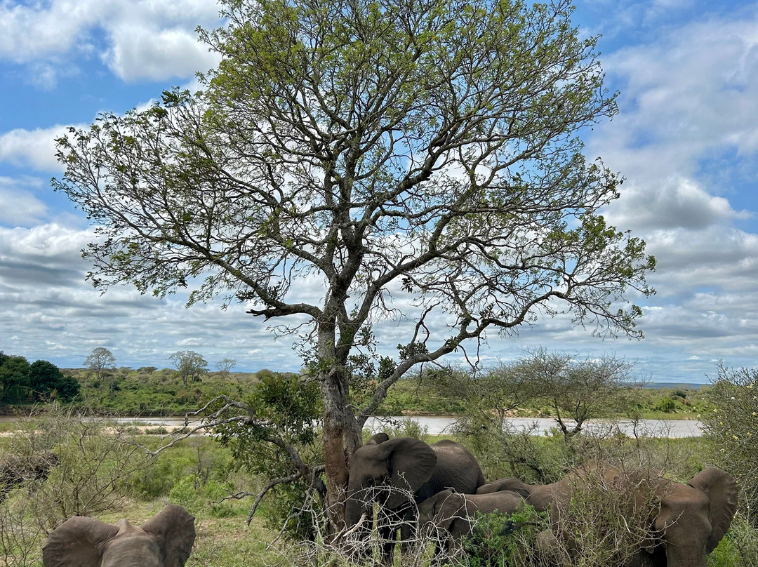 On Safari Africa - Kruger National Park-马里兰必去景点