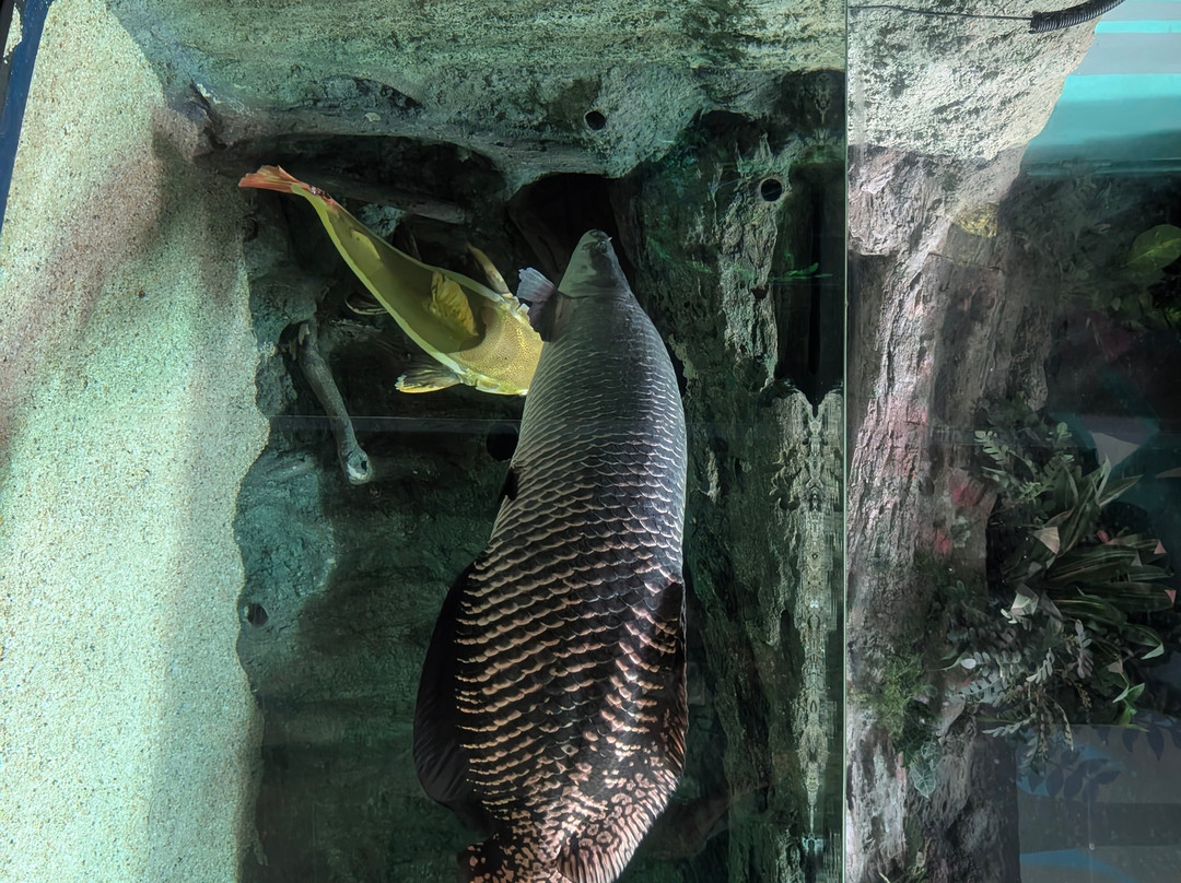 Angkor Wildlife & Aquarium-暹粒必去景点