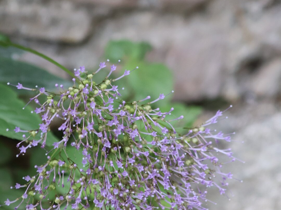 Pollino UNESCO Global Geopark-Rotonda必去景点