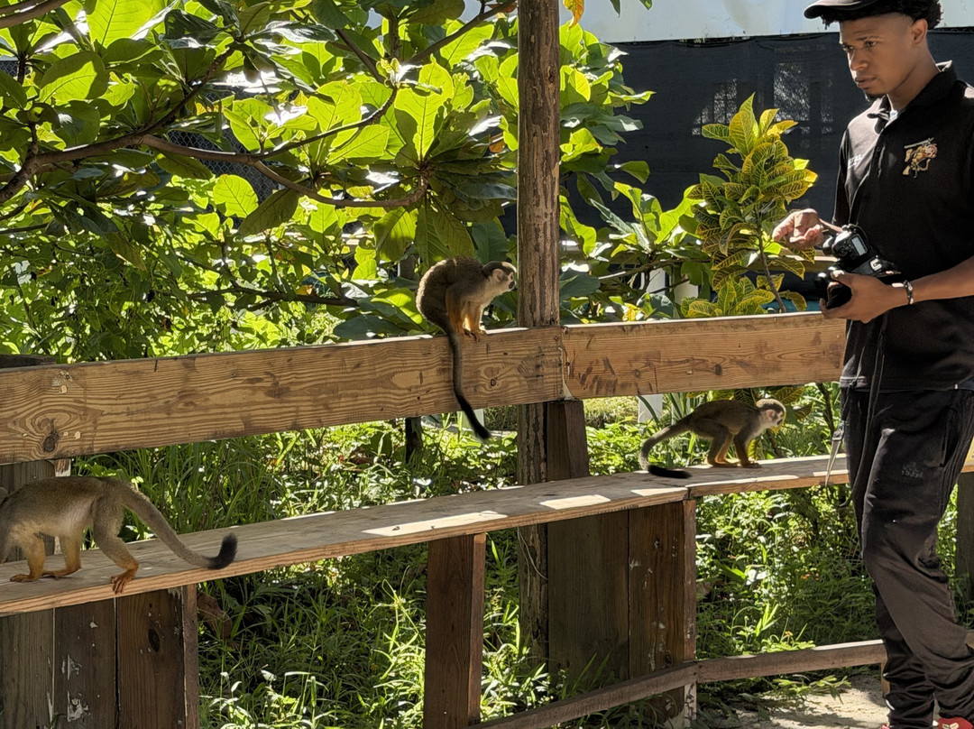 Monkey Home Puerto Plata-普拉塔港必去景点