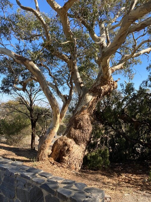 Mengler's Hill Lookout  Sculpture Park景点图片