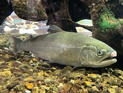 Sagamigawa Fureai Science Museum Aquarium Sagamihara-相模原市必去景点