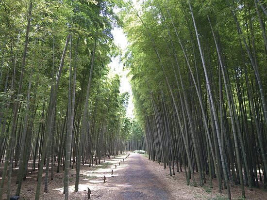 Four Seasons Bamboo Forest Wakayama Farm-宇都宫市必去景点
