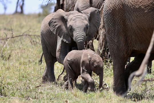 Peaceful Expeditions