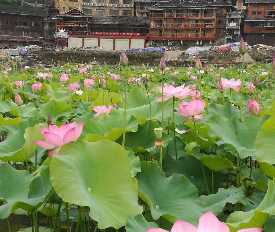 小四川(东莞花园店)