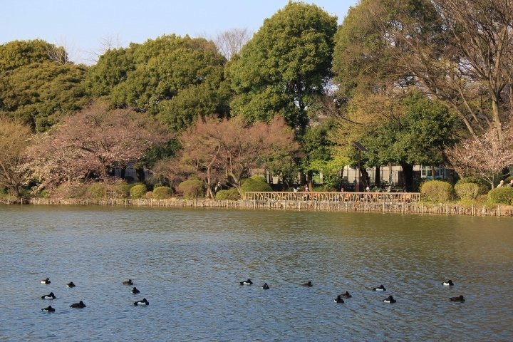 Zempukuji Park景点图片
