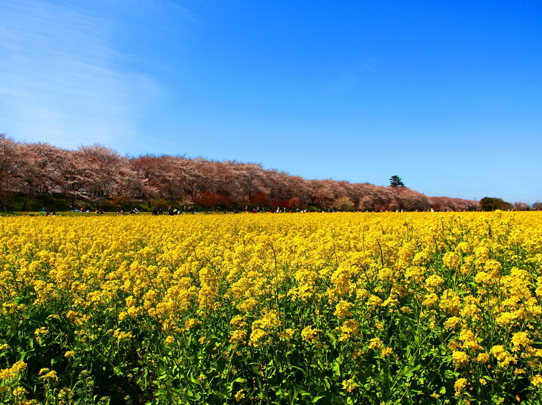 Gongendo Sakura Tsutsumi景点图片