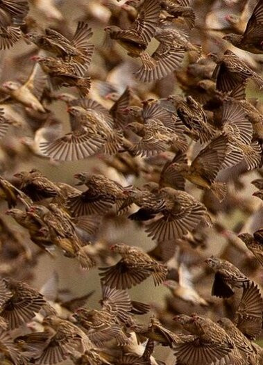 Zakouma National Park-乍得必去景点