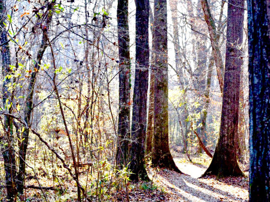 Canton旅游攻略图片