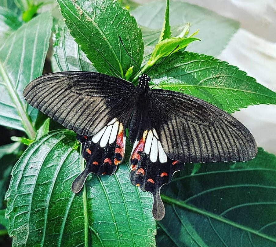 The Butterfly Corner-芭堤雅必去景点