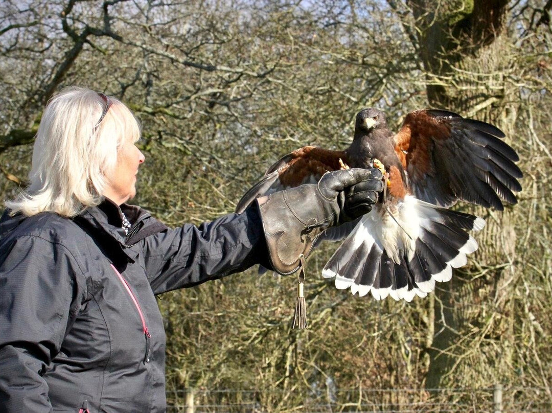 Hampshire Hawk Walks景点图片