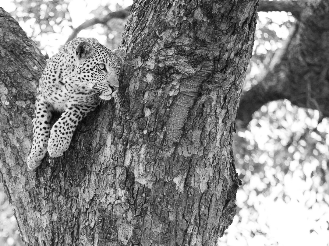 Legend Safaris-克鲁格国家公园必去景点