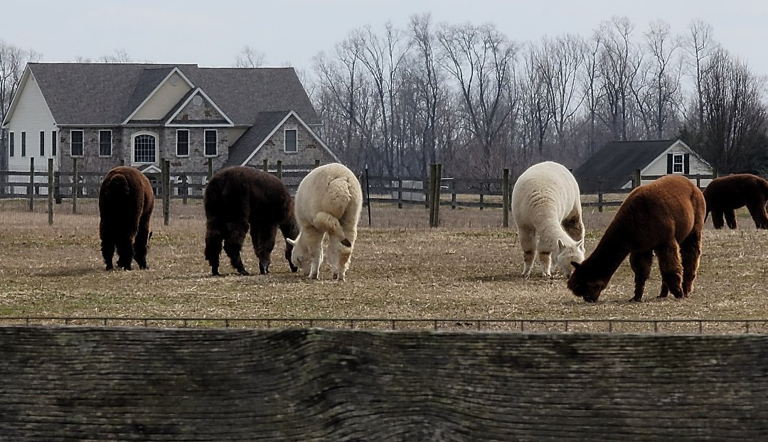 Painted Sky Alpaca Farm LLC-Earleville必去景点